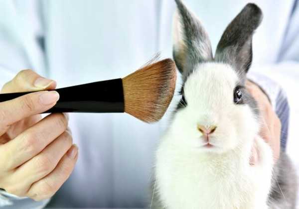 Красота без жертв: в Украине запретили испытывать косметику на животных