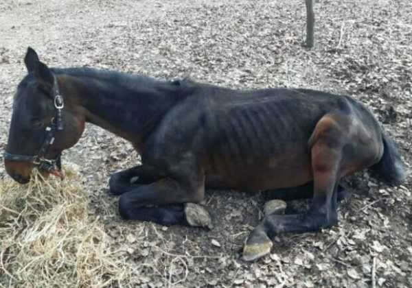 Полицейских не пустили в «Мамаеву Слободу» для проверки случая со смертью коня