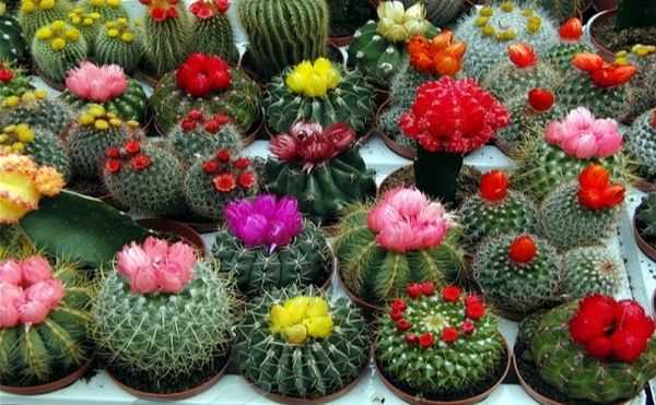 Унікальні кактуси та рослини у стилі бонсай покажуть у столиці