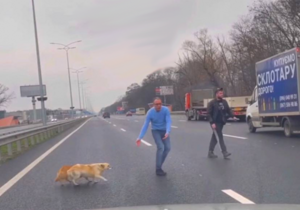 Под Киевом мужчина остановил машины, чтобы перевести собак через дорогу