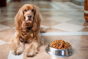 Корм для собак Brit Care защитит здоровье и красоту ваших любимцев