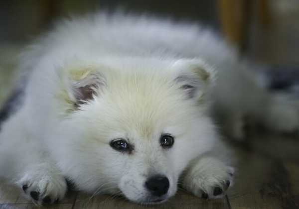 В Киевской области щенок умер во время посещения груминг-салона