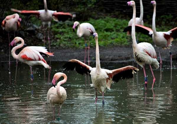 В Киевском зоопарке приглашают посмотреть на розовые фламинго
