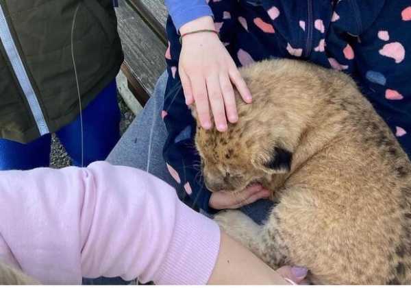 В зверинце в Киевской области используют маленьких львят для фото: зоозащитники бьют тревогу