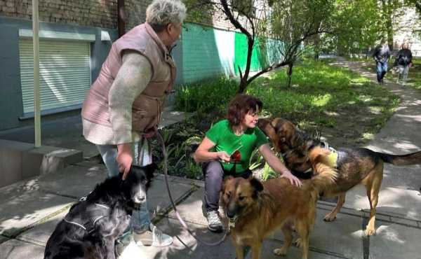 «Чотирилапий Санта»: у столиці стартував благодійний проєкт допомоги домашнім тваринам