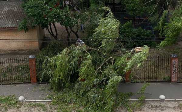 У центрі Києві буревій повалив величезне дерево: відео