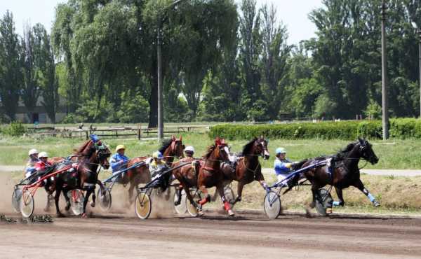 У неділю на Київському іподромі пройдуть змагання коней рисистих порід