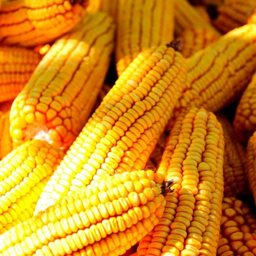 Почему выращивать кукурузу выгодно