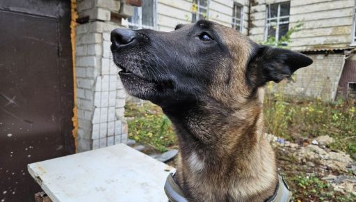 В Харькове пес Национальной гвардии поставил служебный рекорд на блокпосту