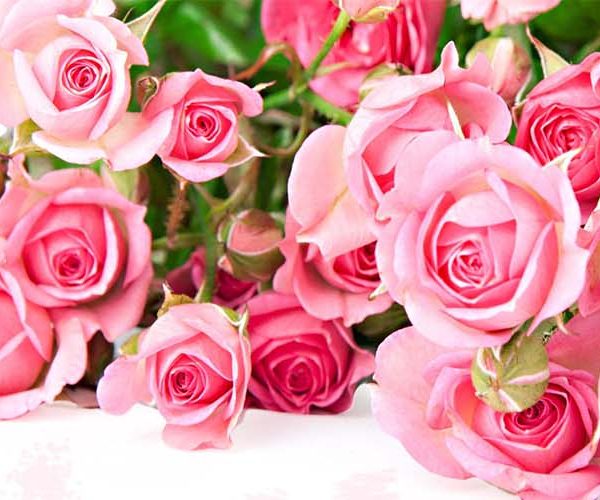 Розы оптом: Как выбрать лучшего поставщика для своего цветочного бизнеса в Украине