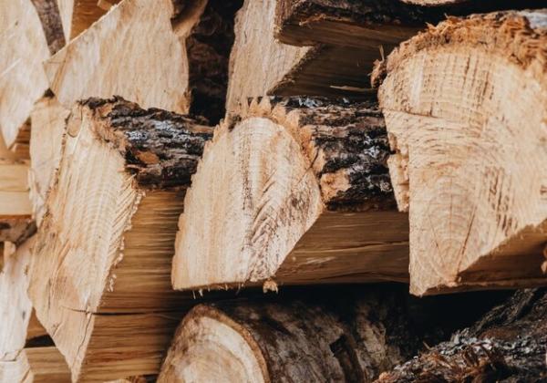 В Україні зросли ціни на дрова: за скільки можна купити деревину