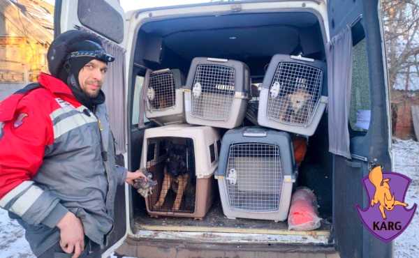 Київські волонтери евакуювали з Бахмута 200 тварин