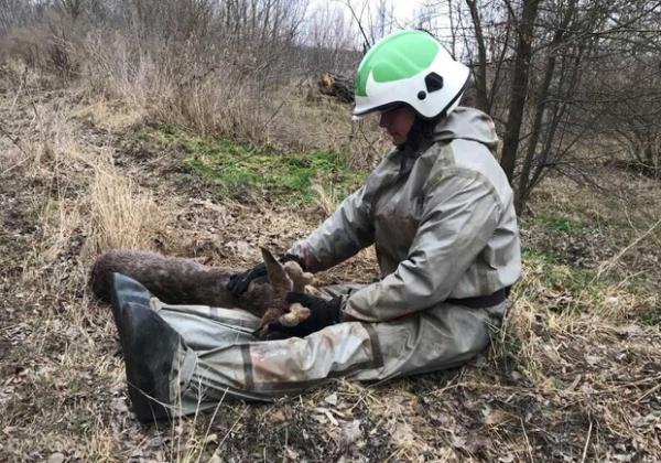 В Київській області рятувальники дістали з озера поранене оленятко