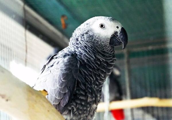 У Київському зоопарку живуть врятовані на війні папужки (фото)