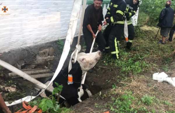 На Київщині рятувальники витягнули з ями корову: фото