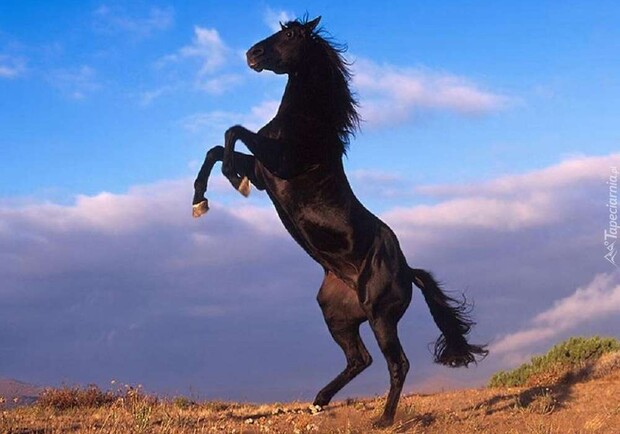 Загнанная лошадь - фото