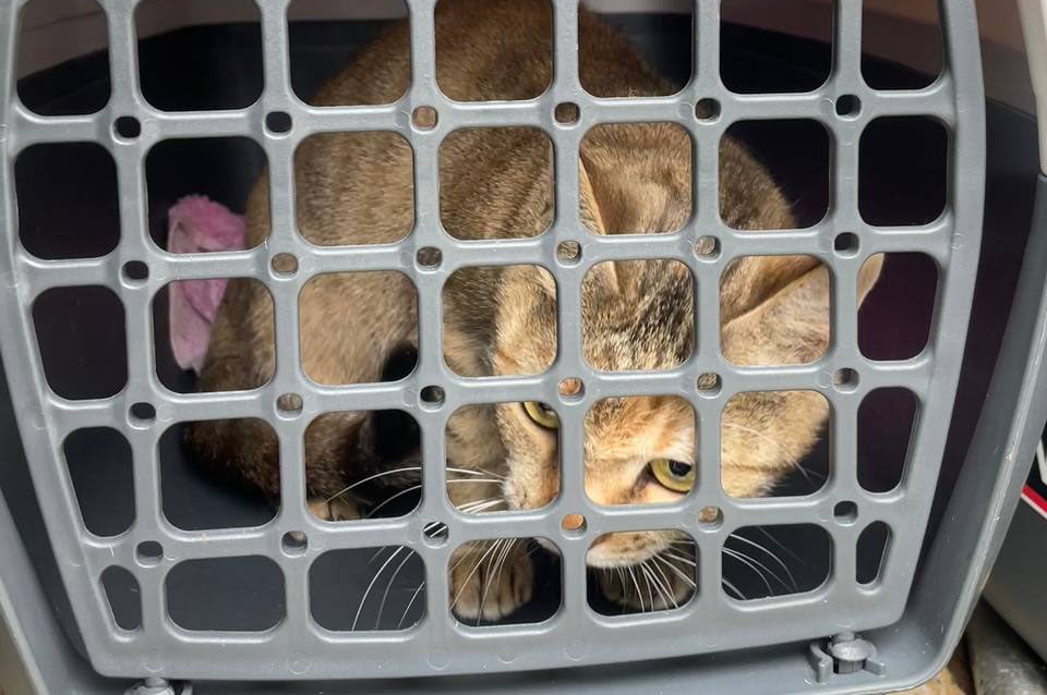 Столичні зоозахисники разом із працівниками Нацполіції врятували кота, якого власник кинув у зачиненій квартирі в Святошинському районі.