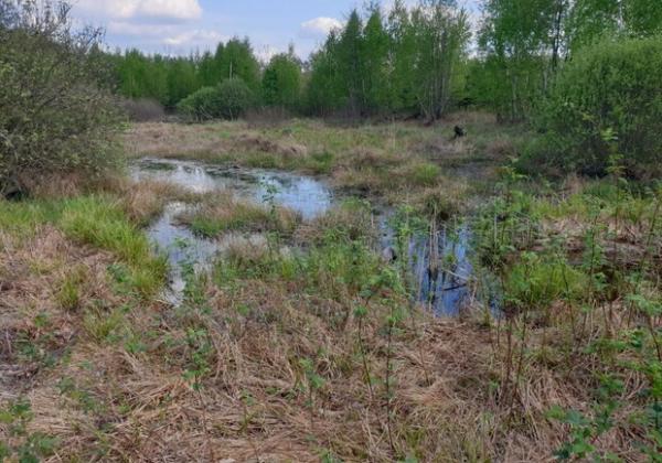 Головний меморіальний цвинтар України під Києвом будують на болоті: екологи