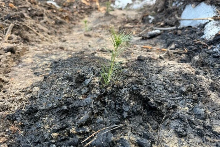Відновлення лісу після обстрілів: у Києві висаджено 3 тис. сіянців сосни з домішкою дуба