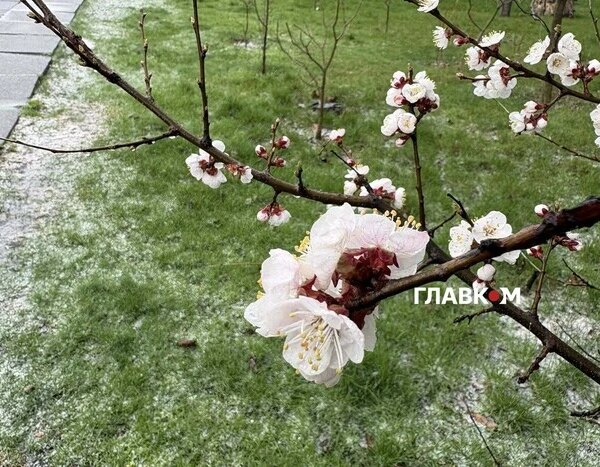 Великодні морози: Київщину попереджено про значну загрозу.