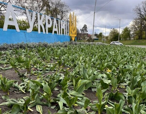 У двох районах Києва понівечено квітники з тюльпанами (знімки)
