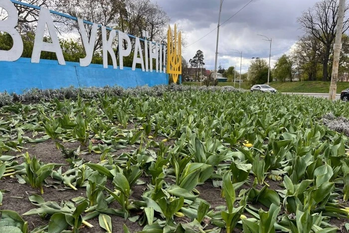 Вандали знищили клумби тюльпанів у двох районах столиці (фото)