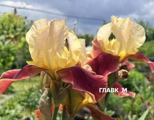 Дощ, гроза та нічна температура +7: в Україну приходить похолодання. Які очікування для киян?