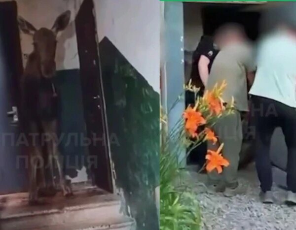 У Києві лось забрів до під’їзду багатоквартирного будинку (відео)