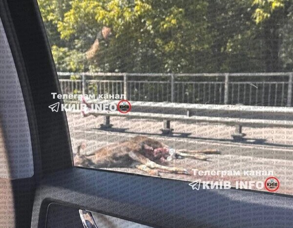 Лось зупинив рух транспорту на виїзді з Києва