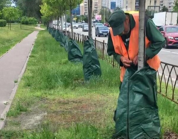 Київ: Встановлено більше 6 тисяч специфічних мішків для зрошення дерев, як функціонує ця система