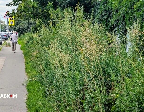 Непрохідні бур’яни. Київ має нову проблему (фото)