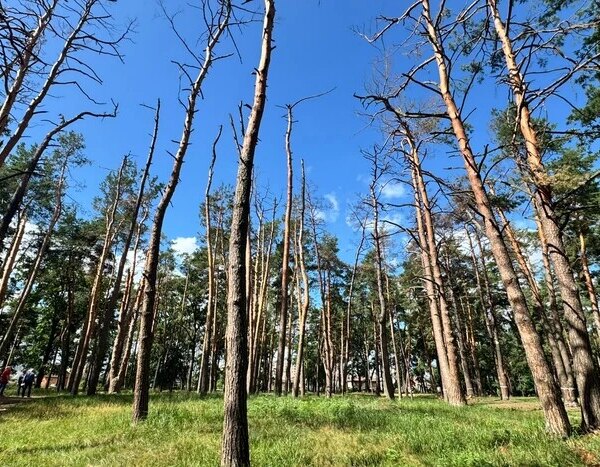 Обстріли столиці: у Микільському лісництві зафіксовано знищення більш як ста дерев
