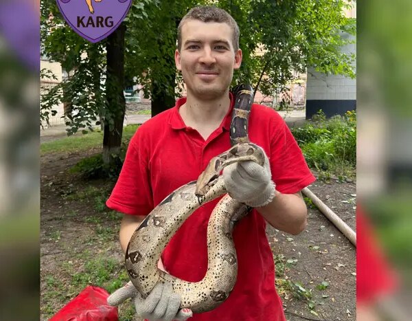 У Києві захисники тварин врятували з дерева незвичайного змія (відео)
